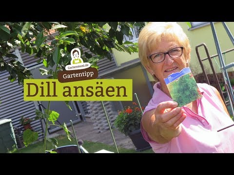 Dill säen - wie und wo?