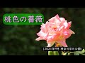 桃色のバラ クイーンエリザベスやプリンセスマサコなど [2021年9月神奈川 早川公園]