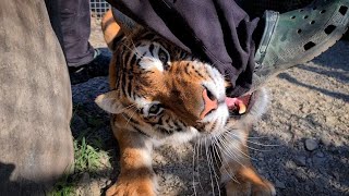 Тигрица схватила за  ногу 😂😂(кликбэйт) Встреча тигрят с Тигром Астоном!