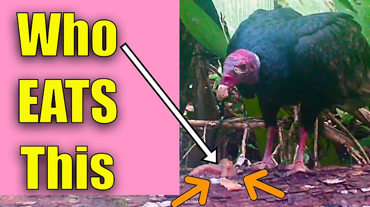 Pile of Fish Experiment: What Eats Fish in the Woods? (Trail Cam)