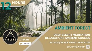 12 Hours Ambient Forest and Bird music • Relax, Meditate & Fall in deep sleep | Black video | No ads