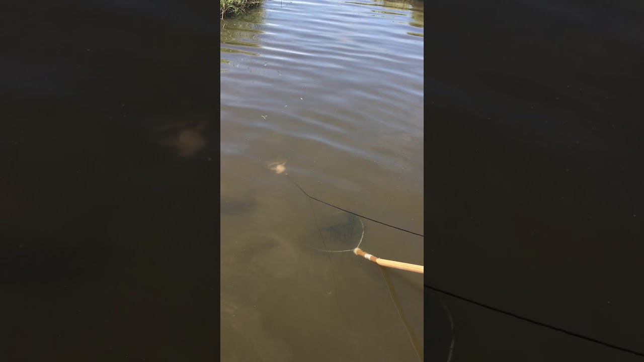 Crabbing in the Barnegat bay, NJ YouTube