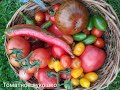 Урожайные сорта  томатов (помидор) для открытого грунта.