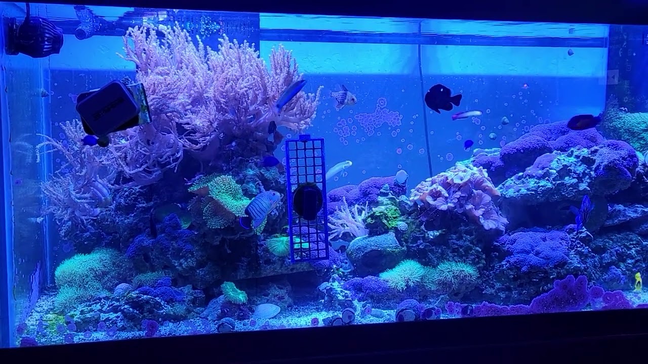 180 Gallon Salt Water Fish Tank!