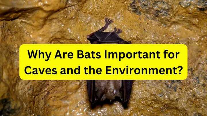 Why Are Bats Important for Caves and the Environment?
