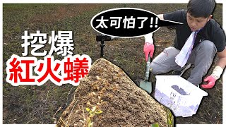開挖！紅火蟻暴怒瘋狂竄出！｜最瘋狂的企劃【臺灣蟻窟】