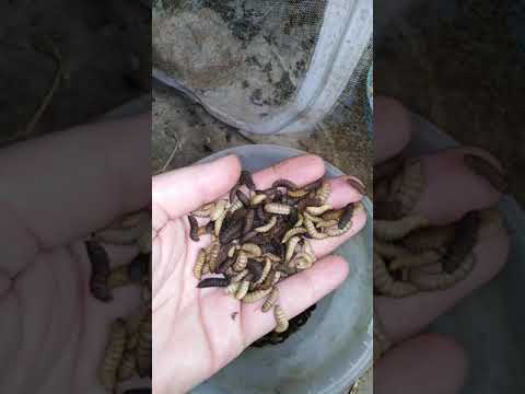 طريقه تربيه ذبابه الجندى الاسود ازاى تربيه يرقات البي اس اف ٠٠٢٠١١٢٥٤٤١٨٩٥