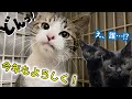 【緊急保護】冬空の下で生きる…4か月の子猫じゃ放っておけねえ…！