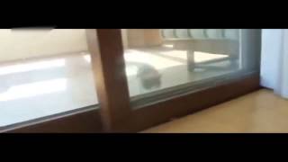 Коты проказники !!! Смешные животные! Приколы! Смешные коты / Funny animals! Fun! Funny Cats! Коты проказники !!! Смешные животные! Приколы! Смешные коты / Funny animals! Fun! Funny Cats!