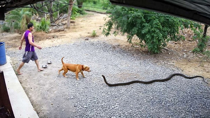 65 ANIMALES HÉROES QUE SALVARON VIDAS HUMANAS
