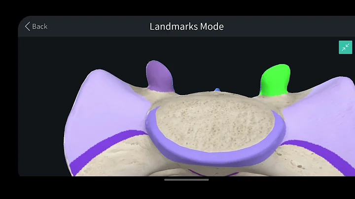 Anatomy - Lecture 5 (P2) By : Attaieb Shqeerat