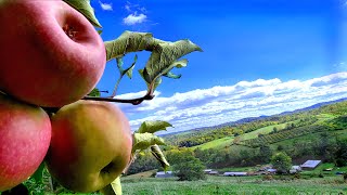 Enjoying the beautiful view of the valley from 🍎 Apple Orchard (4K)