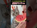 スイカの本当の味を知った猫のヤバい反応w
