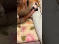 柴犬福 姉が近寄って来てキレる柴犬🤣Sister and Dog🤣#shorts #funny #shibainu #comedy #柴犬 #dogshorts #시바견#姉と柴