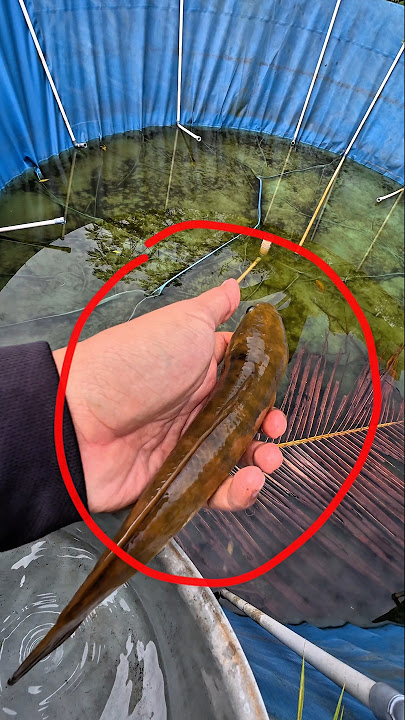 HILANG‼️JANGAN PELIHARA GABUS DI KOLAM TERBUKA‼️