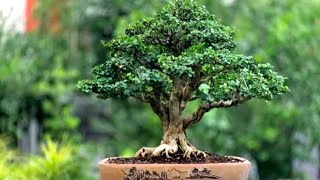 DERETAN BONSAI SISIR  BERAGAM GAYA UNTUK INSPIRASI PEMULA