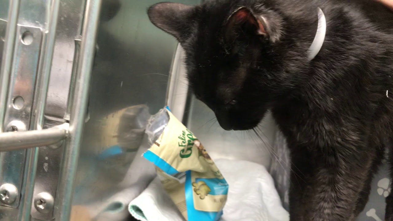 adopt cats long island Bizo 66667