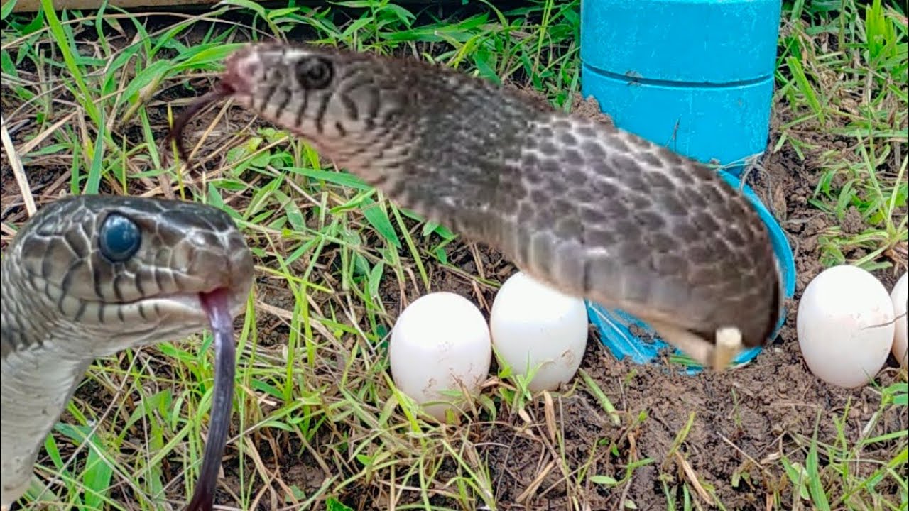 Using plastic tube and fish net for easy snake trap construction - YouTube