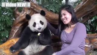 РџР°РЅРґР°    Р’РµСЃРµР»С‹Рµ Рё РњРёР»С‹Рµ РџР°РЅРґС‹! Р’РёРґРµРѕ РЎР‘РћР РќРРљ    РќРѕРІРѕРµ HD