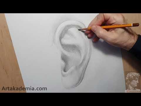 Как нарисовать ухо карандашом | Курсы рисунка Артакадемия