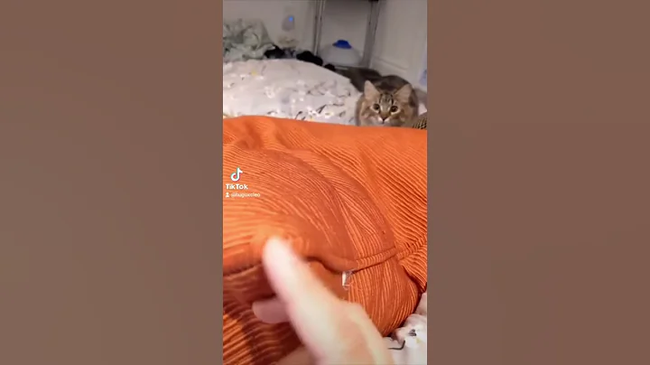 Watch the video about Cute Siberian Kitty #shorts - Episode 2