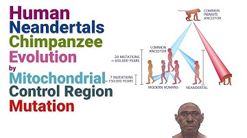 Human, Neandertals & Chimpanzee Evolution by Mitochondrial Control Region Mutation | Molecular clock