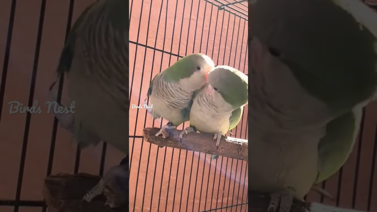 Green Monk parakeets 