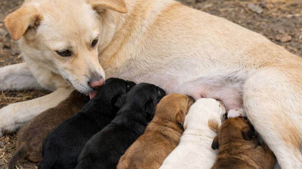 #3/8 #livestream #dog #puppy #doglove #puppyloves #pets #shorts #shortvideo #pets #funny