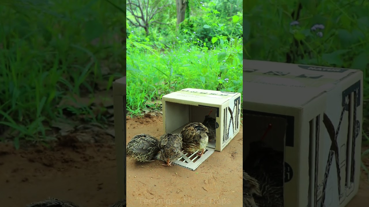 Creative DIY Trap Technique - Best Unique  Bird Trap 