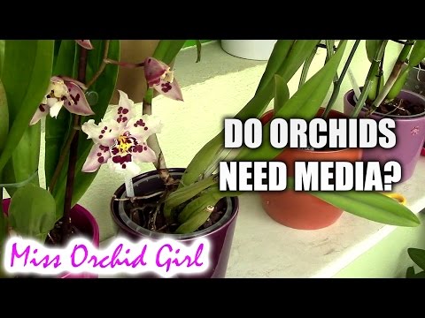 Do Orchids really need media and pots?