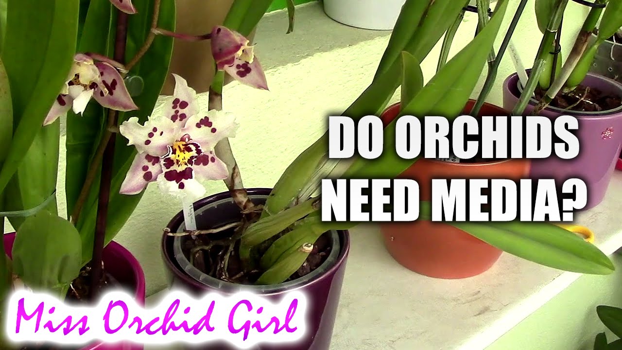 Top 10 DON'Ts when Growing Orchids - tips for orchid beginners