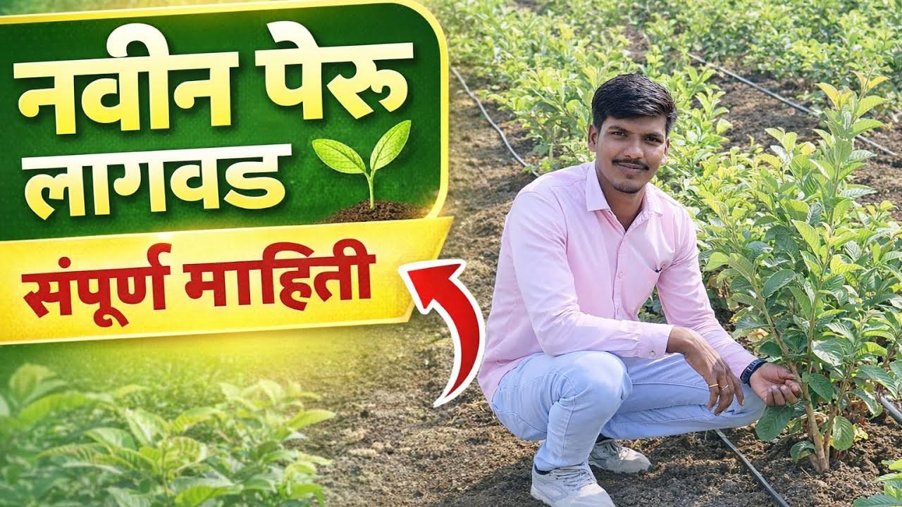 9 महिन्यांची पेरू बाग | प्रत्यक्ष शेतातील खरी वाढ🍐 