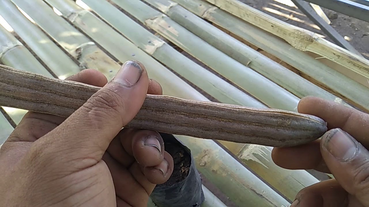 tips..cara menanam kelor (moringa) dari biji... 100% tumbuh 