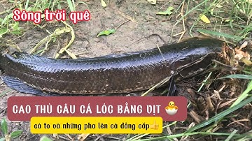 CAO THỦ CÂU CÁ LÓC BẰNG VỊT 🐣 những pha lên cá đẳng cấp@songtroique758