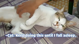 Cat: Don't stop if you don't want me to get mad. Keep Doing It. 😫🛑😴 by Oops Meow 112 views 2 years ago 1 minute, 3 seconds