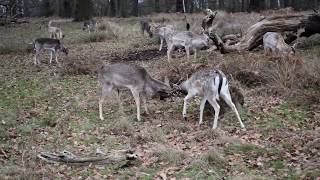 Pelea de ciervos en Richmond Park, Londres