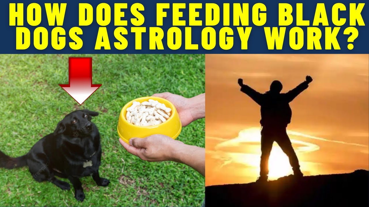 Feeding Black Dog Astrology! How does it really work? YouTube