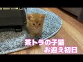 【お迎え初日】生後1ヶ月の茶トラの子猫がやってきた！