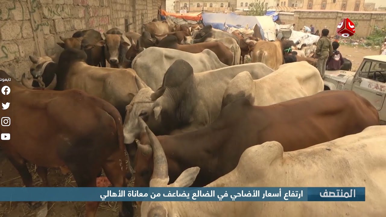 ارتفاع أسعار الأضاحي في الضالع يضاعف من معاناة الأهالي