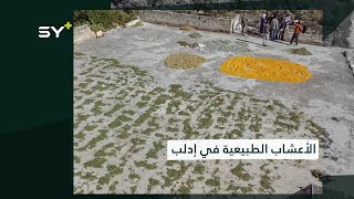 يصدَّر بعضها للخارج.. أعشاب طبية تنتشر في الجبال غرب إدلب