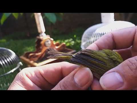 Pleci Wallacea Kepala Emas Burung Langka Nan Unik Review dan Ciri - Ciri