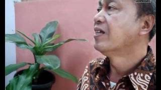 Download Lagu 02. DEWI MURNI.mp4 MP3