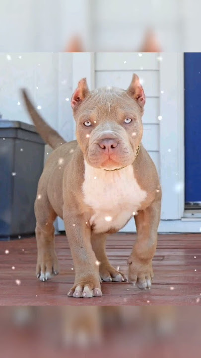 pitbull dog 🐕 status #pitbull