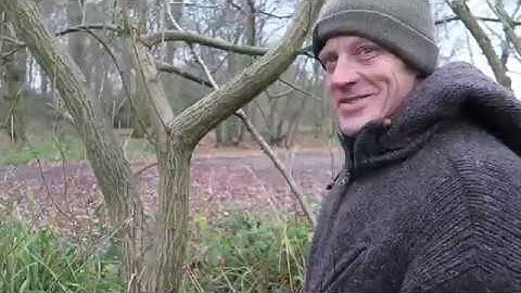 British winter tree identification and uses - Willow, Salix