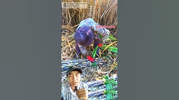 người đàn ông có kỹ năng bó mía cực kỳ điêu luyện #shorts #videoviral