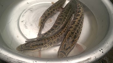 ►[Đồ câu Hải Đăng ] Câu được luôn cả đàn cá chuối -Với mồi giả và cần câu Lure một ngày đi săn cá