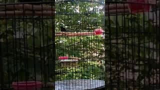 Download Lagu Konin Master Wajib Murai Batu MP3