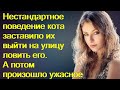 Нестандартное поведение кота заставило их выйти на улицу ловить его. А потом произошло ужасное