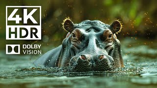 VIBRANT ANIMALS 4K HDR | with Cinematic Sound (Colorful Animal Life)