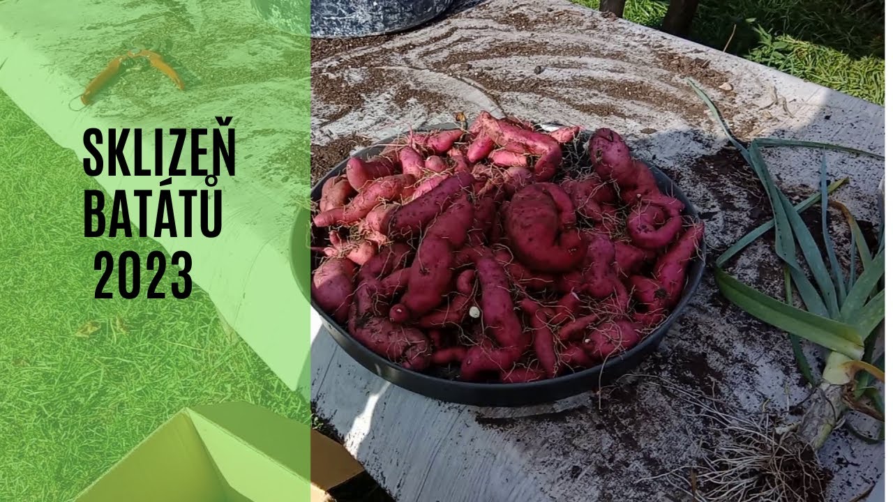 Sklizeň batátů 23